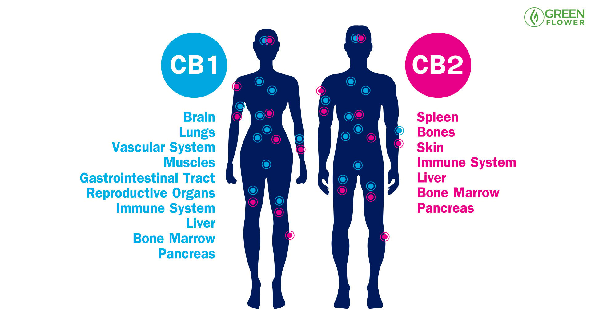 The Endocannabinoid System For Physicians: An Evidence-Based Review ...